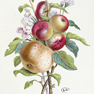 Apple Tree (Malus), c. 1835 (colour litho)