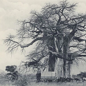 A Baobab Tree (b / w photo)