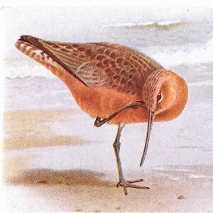Bar Tailed Godwit, from Birds of the British Isles and Their Eggs published by Frederick