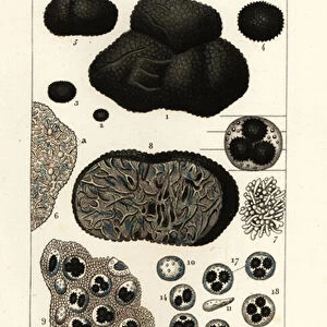 Black truffle, Tuber melanosporum (Tuber cibarium, Tartufo commestibile, Lycoperdon tuber)