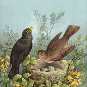 Blackbird (chromolitho)