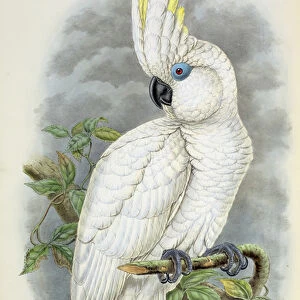 Blue-Eyed Cockatoo (colour litho)
