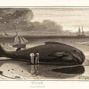 Bowhead whale, Balaena mysticetus, beached on the shore. 1807 (aquatint)