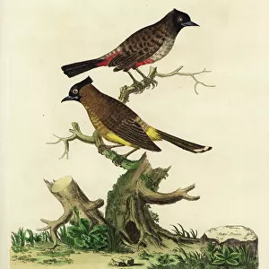 Bulbuls Related Images