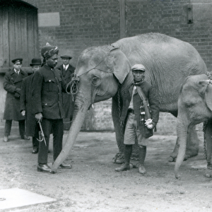 Burmese elephants with keeper, Jack Milbourne, Syed Ali (left) and San Dwe (centre)