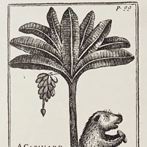 A Capivard or Water Hog at the Foot of a Bananier, from de Gennes Voyage