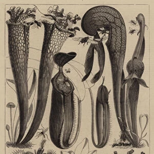 Carnivorous Plants in the Royal Botanic Gardens, Kew (engraving)