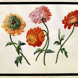 Chrysanthemums (w / c on paper)
