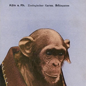 Cologne Zoo, Chimpanzee (photo)