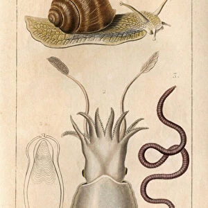 The common snail, the ordinary cuttlefish, its bone, the common earthworm. in "Fauna of the Docks or history of animals and their products by Hippolyte Cloquet"- Volume 6 - 1825