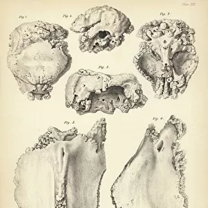 Cranium 1-4 and part of sternum 5, 6 of the extinct Rodrigues solitaire. Lithograph by Joseph Dinkel after Werner from Hugh Edwin Strickland and Alexander Gordon Melville's The Dodo and its Kindred, London, Reeve, Benham and Reeve, 1848