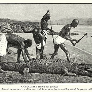 A crocodile hunt in Natal (litho)