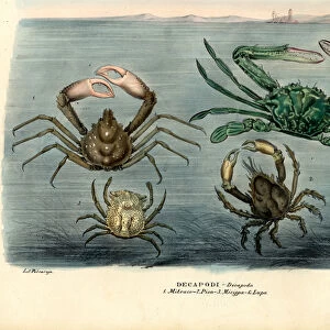 Crustaceans, 1863-79 (colour litho)