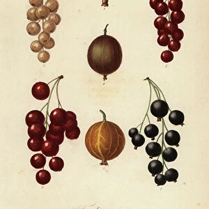 Currants and berries, fruits en baies