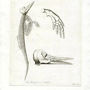 Dolphin Skeleton (coloured engraving)