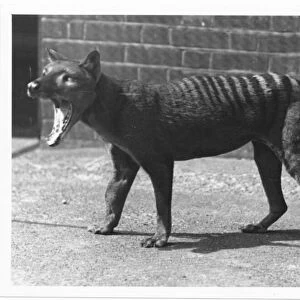 The now extinct Tasmanian Tiger, or Thylacine, 1914 (b / w photo)