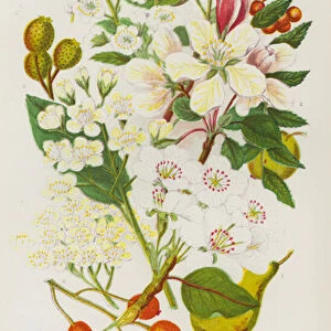 Flowering Plants of Great Britain: Wild Pear, Crab Apple, Wild Service Tree, True Service Tree, Mountain Ash, White Beam Tree (colour litho)