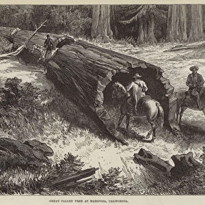 Great Fallen Tree at Mariposa, California (engraving)