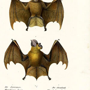 Greater False Vampire Bat, 1824 (colour litho)