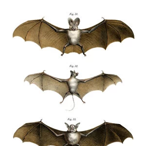 Greater False Vampire Bat, 1860 (colour litho)