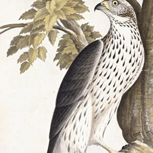 Hawk, 1750-1800 (pen, ink, and watercolour)