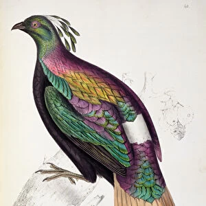 Himalayan Monal Pheasant, from A Century of Birds from the Himalaya Mountains