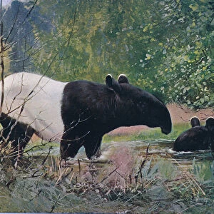 Indian Tapir, from Wildlife of the World published by Frederick Warne & Co, c