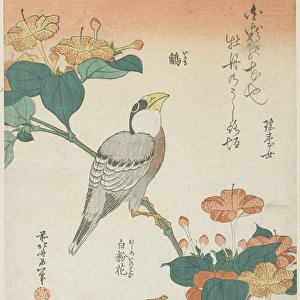 "Japanese Grosbeak and Four-o cloks", c. 1833