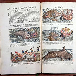 Jointing a whale and whaling, from Appendix historiae quadrupedum
