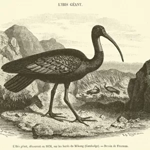 Giant Ibis