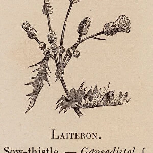 Le Vocabulaire Illustre: Laiteron; Sow-thistle; Gansedistel (engraving)