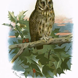 Long eared Owl