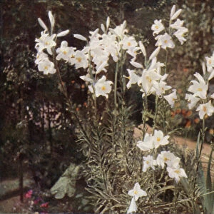 The Madonna Lily, Lilium candidum (colour photo)