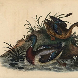Mallard ducks, Anas platyrhynchos, male and female pair. Handcoloured copperplate drawn and engraved by Edward Donovan from his own "Natural History of British Birds, "London, 1794-1819
