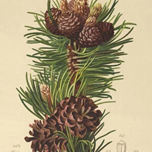 Mountain Pine (Pinus montana, Pinus mugo) (colour litho)