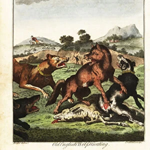 Old English wolf hunting. 1792 (engraving)