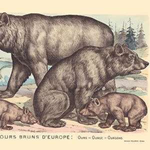 Page 10: European brown bears: bear, bear, bear, cubs