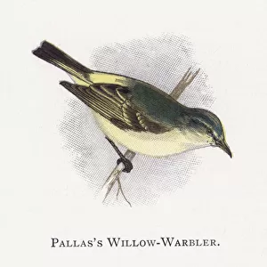 Pallass Willow-Warbler (chromolitho)