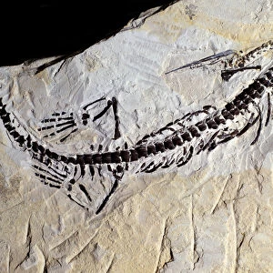 Prehistory: Mesosaurus fossil, Paleozoic era, Permian periodo