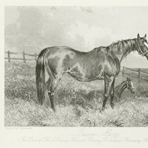 Queen Mary, foaled 1843 (b / w photo)