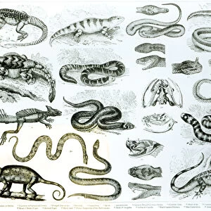 Reptiles, Serpents and Lizards (litho) (b / w photo)