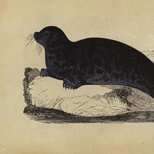 Seal (colour litho)
