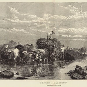 Seaweed Gatherers (engraving)