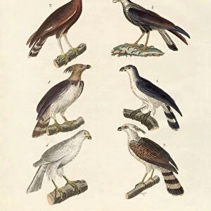 Strange eagles (coloured engraving)