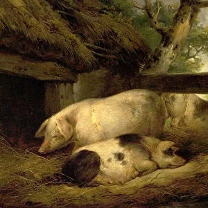Study of Pigs (oil on wood)