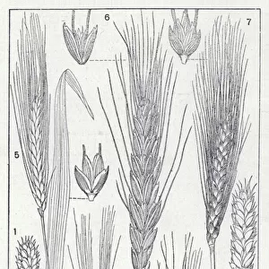 Varieties of wheat (litho)