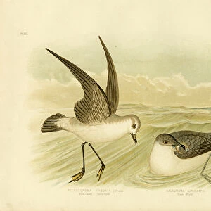 White Faced Storm Petrel