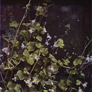 Wild flowers: Ivy-Leaved Toadflax (colour photo)
