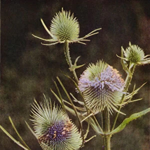 Wild flowers: Teasel (colour photo)