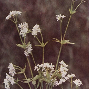Wild flowers: Woodruff (colour photo)